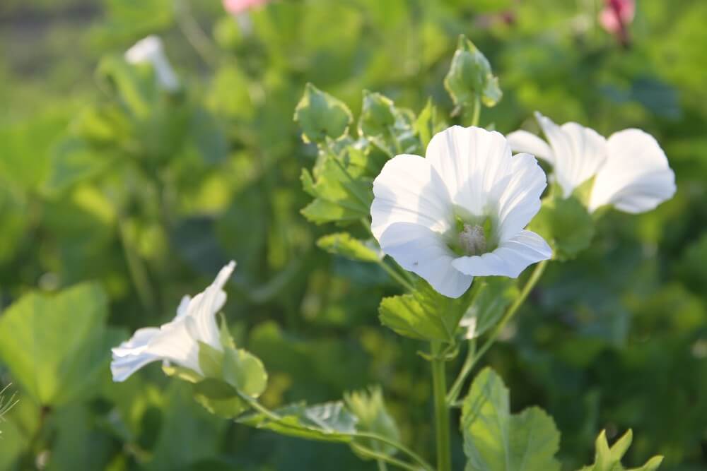 Trechtermalva - Malope trifida - wit