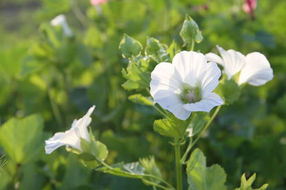 Trechtermalva - Malope trifida - wit