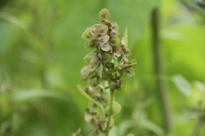 Garten-Melde – Atriplex hortensis