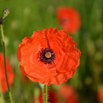 Veldklaproos - Papaver rhoeas - closeup rood