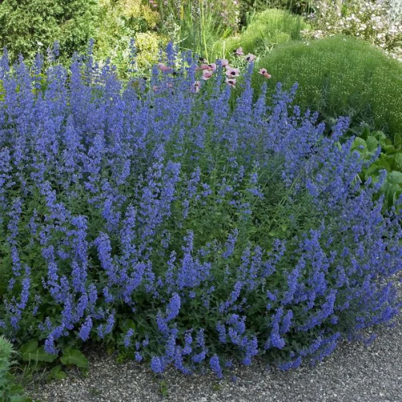 Veldsalie - Salvia pratensis