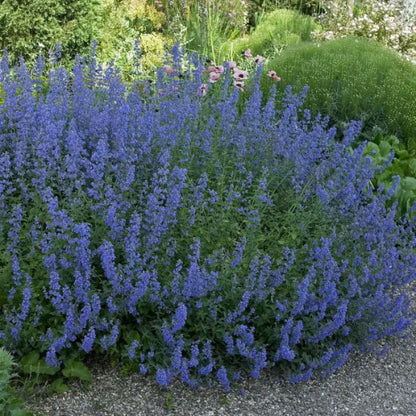 Veldsalie - Salvia pratensis