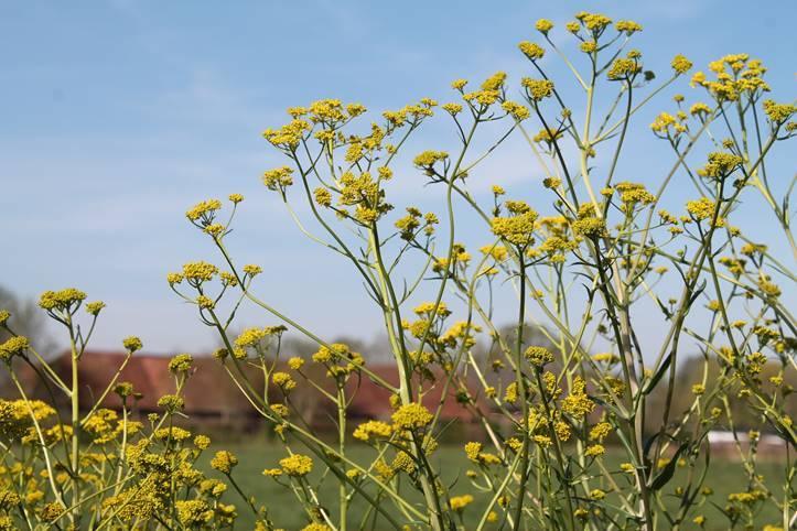 Verfwede in het veld met blauwe lucht