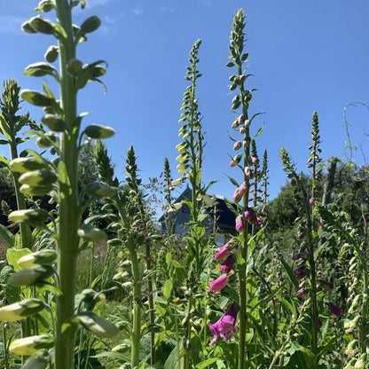 Bloemen van paarse en witte Vingerhoedskruid met blauwe lucht in de achtergrond