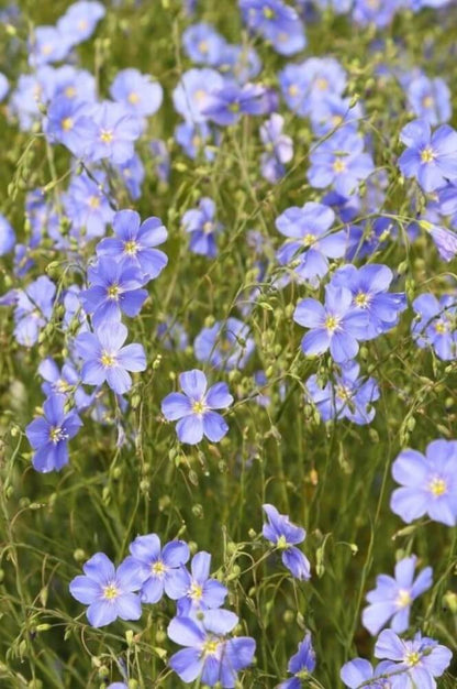 Blauwe Vlas - Linum usitatissimum