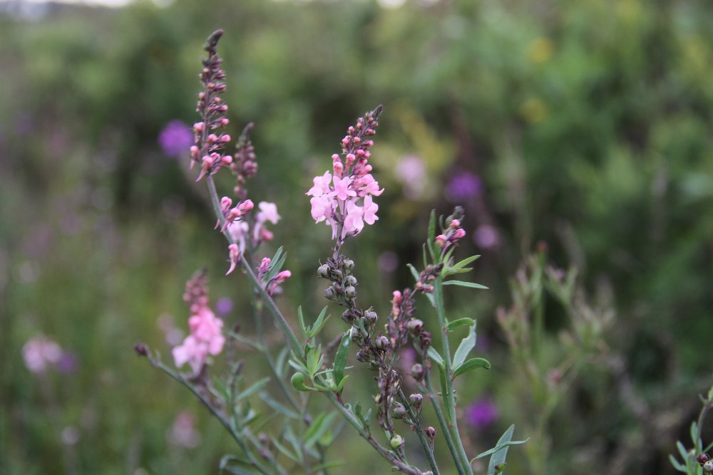 Vlasleeuwenbek - Linaria purpurea