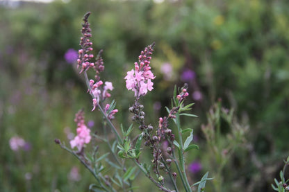 Vlasleeuwenbek - Linaria purpurea