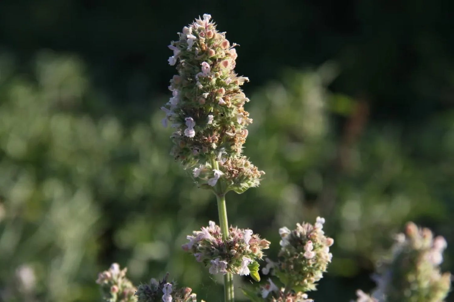 Wild Kattenkruid - Nepeta cataria