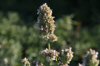 Wild Kattenkruid - Nepeta cataria