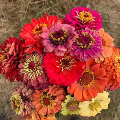 Zinnia ‘Bright Antiques’ - Zinnia elegans - mix kleuren