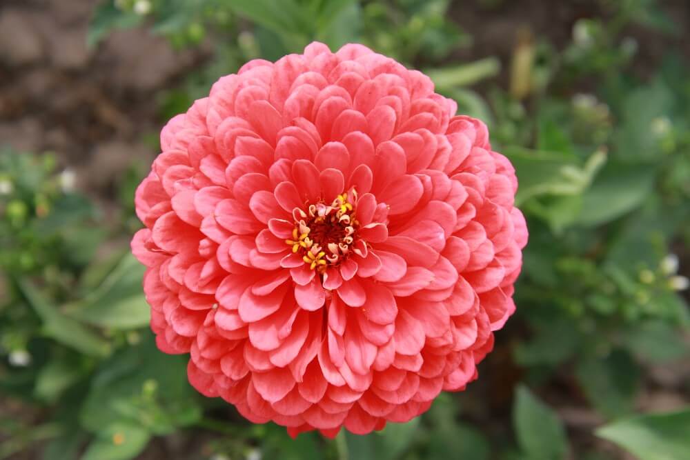 Zinnia 'Giant corral' - Zinnia elegans - closeup