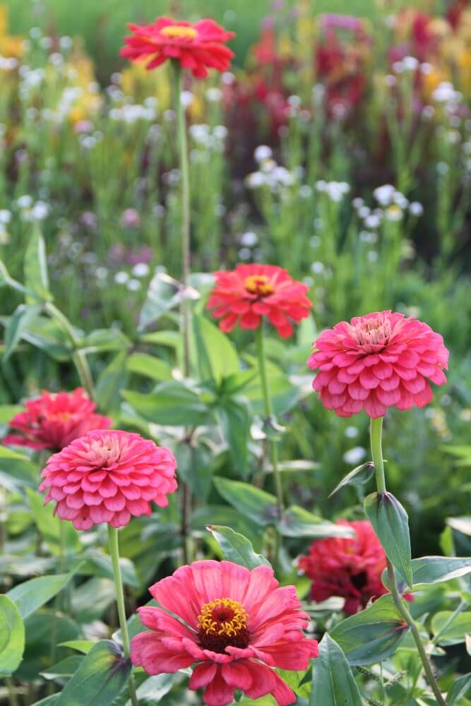 Zinnia 'Giant corral' - Zinnia elegans