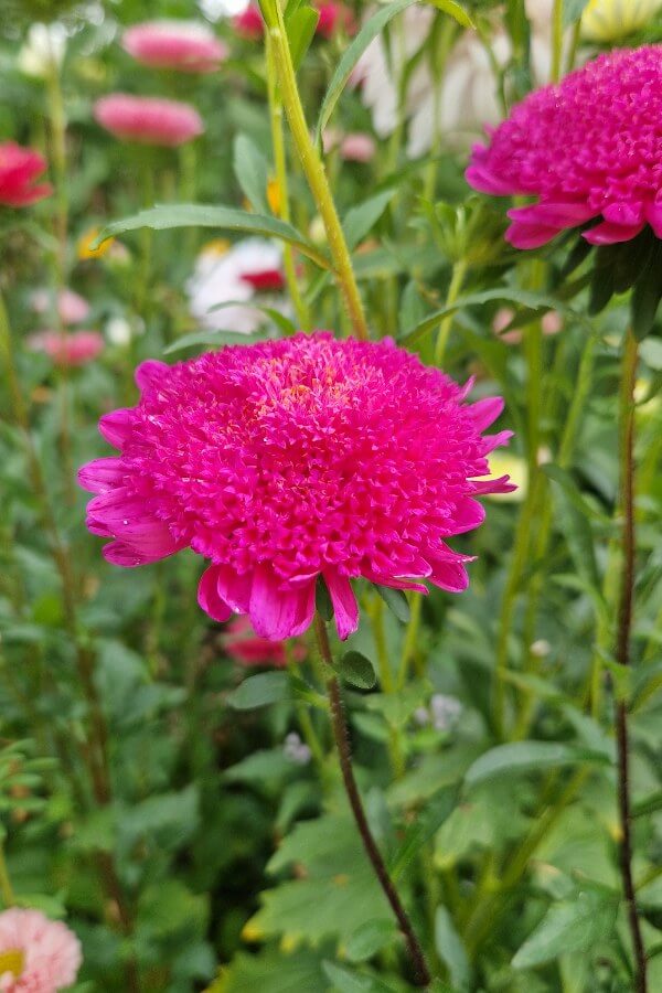 Zomeraster dubbelbloemig - Callistephus Chinensis - lila