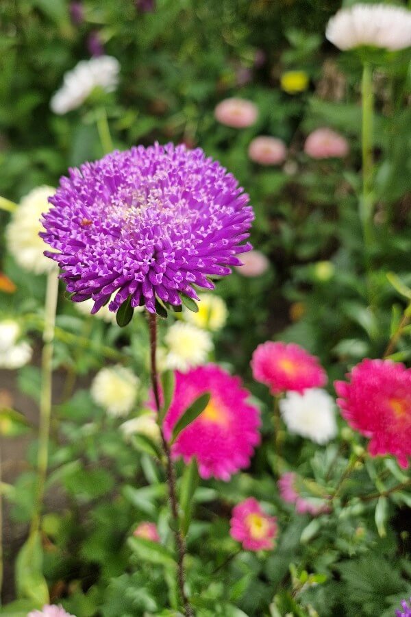 Zomeraster dubbelbloemig - Callistephus Chinensis - paars