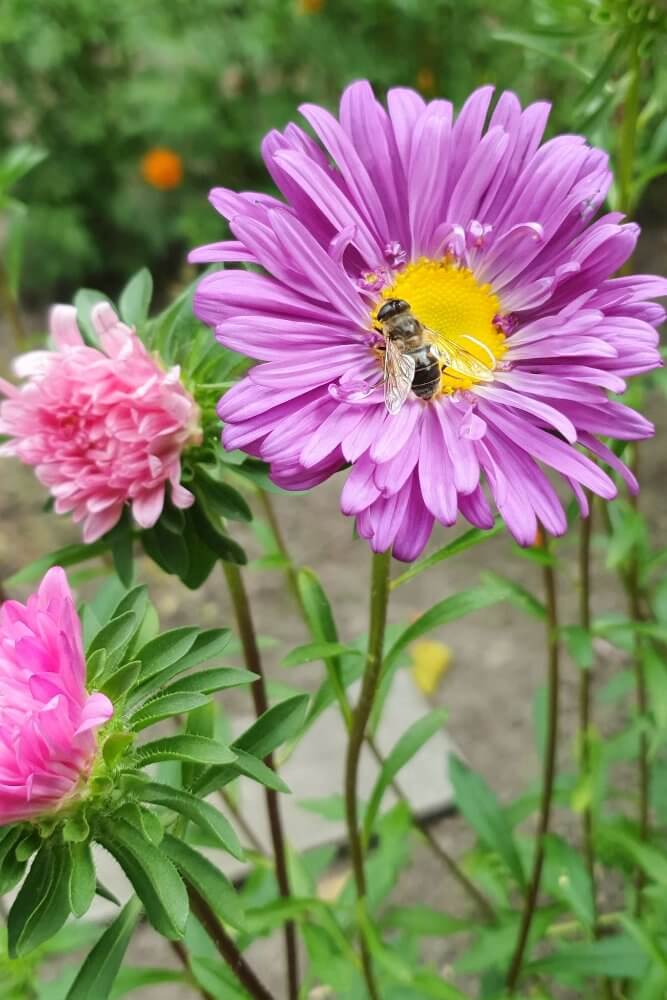 Zomeraster enkelbloemig - Callistephus chinensis - lila - met een bij
