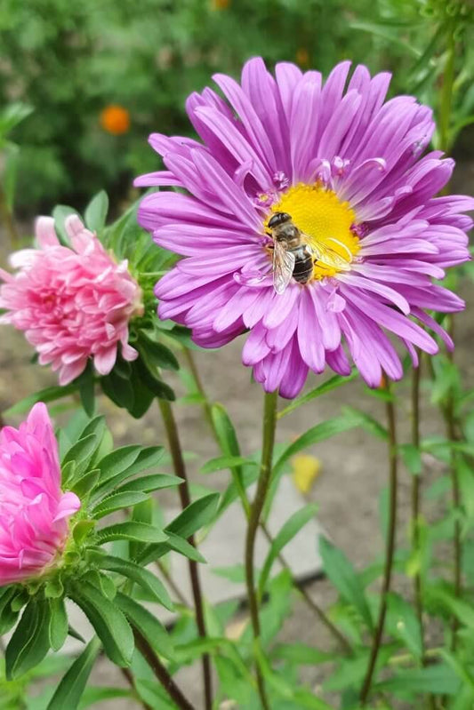 Zomeraster enkelbloemig - Callistephus chinensis - lila - met een bij