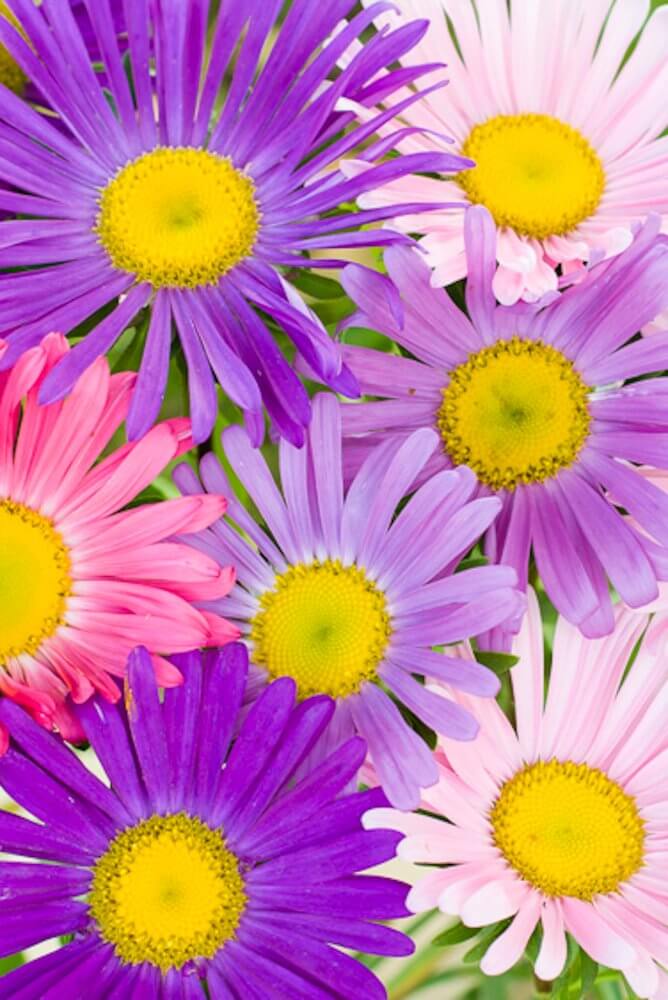 Zomeraster enkelbloemig - Callistephus chinensis - lila - roze - paars