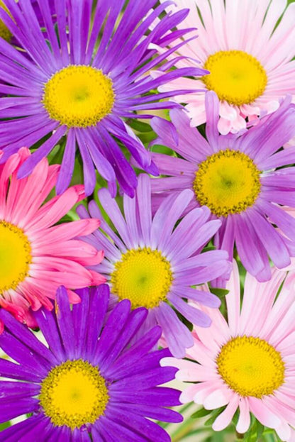 Zomeraster enkelbloemig - Callistephus chinensis - lila - roze - paars