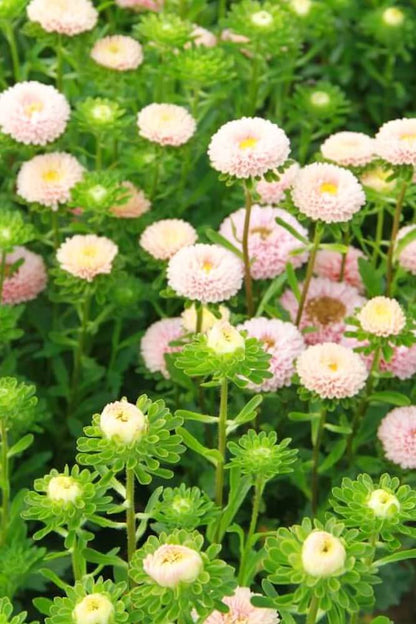 Zomeraster 'Matsumoto apricot' - Callistephus chinensis