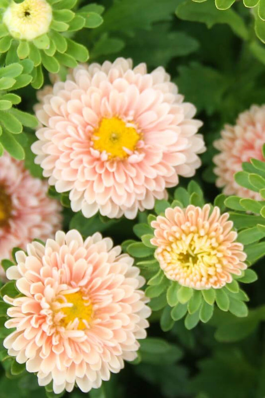 Zomeraster 'Matsumoto apricot' - Callistephus chinensis - closeup