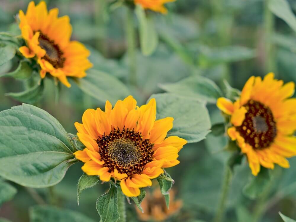 Zonnebloem ‘Hella’ - Helianthus Hella