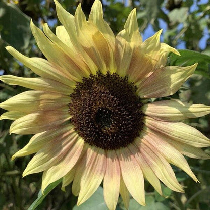 Zonnebloem ‘I heart yellow mix’ - Helianthus annuus