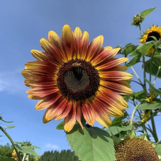 Zonnebloem ‘I heart yellow mix’ - Helianthus annuus