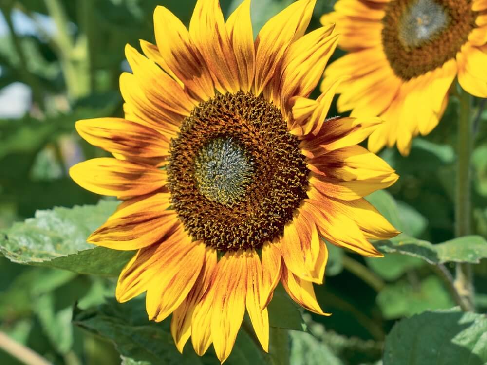 Zonnebloem 'La Torre’ - Helianthus annuus