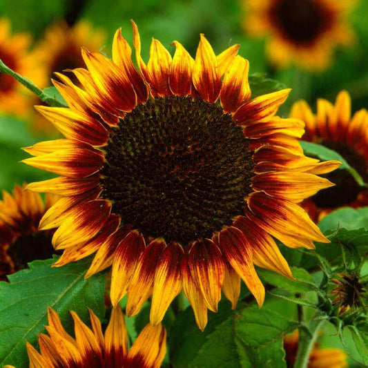 Zonnebloem Ring of Fire - Helianthus annuus
