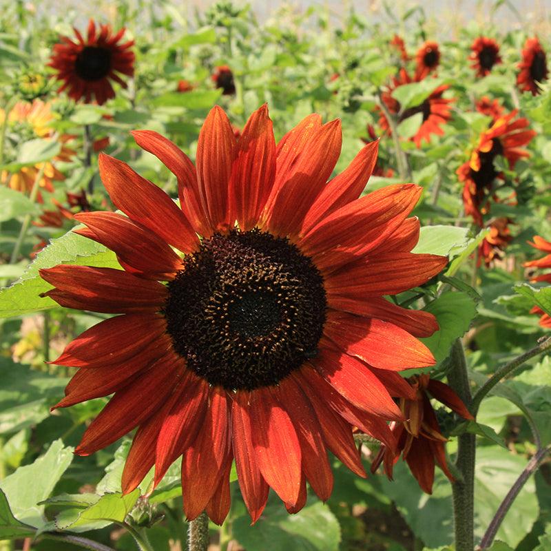 Rood bruine zonnebloemen in het veld