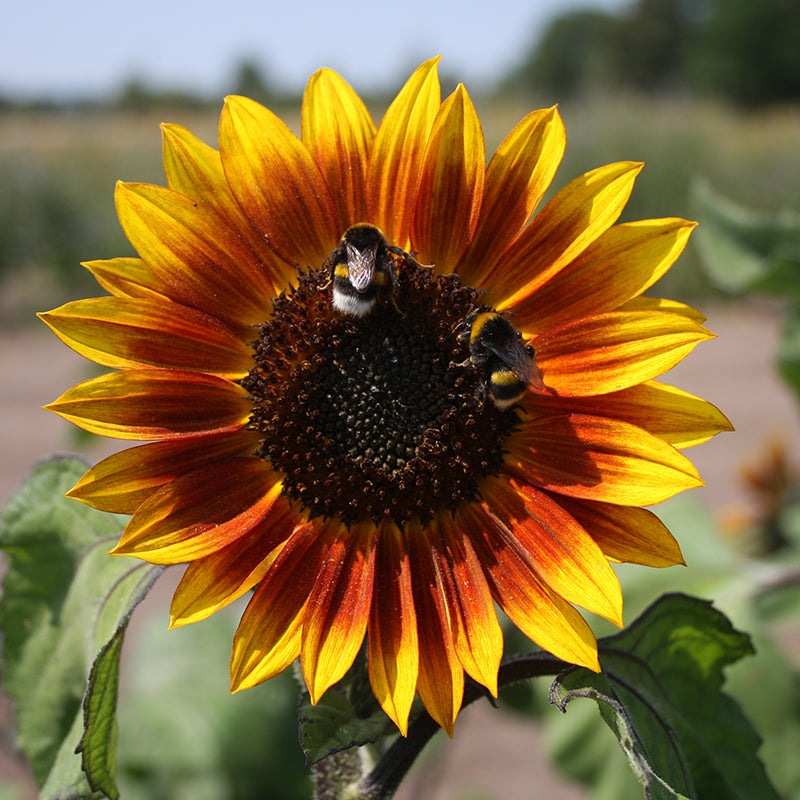 Rood geel gekleurde Zonnebloem van dichtbij met twee hommels die de bloem bestuiven