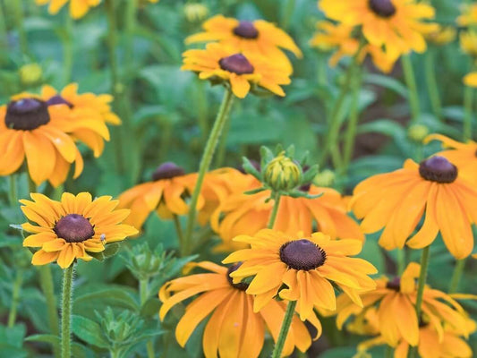 Rauer Sonnenhut 'Black eyed Susan' - Rudbeckia hirta