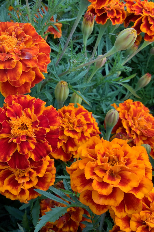 Afrikaantje ‘Queen Sophia’ - Tagetes patula nana