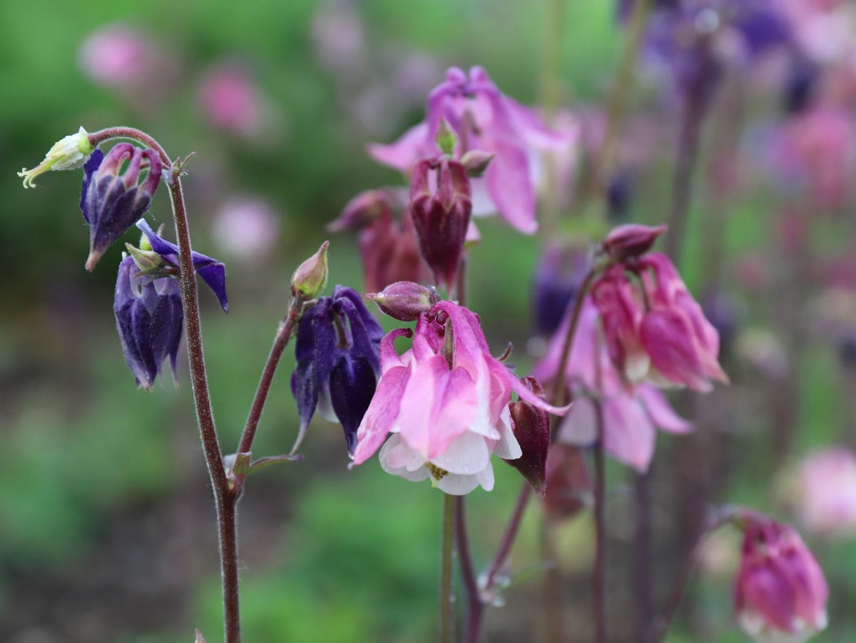 Akelei - Aquilega vulgaris - roze, paars, blauw