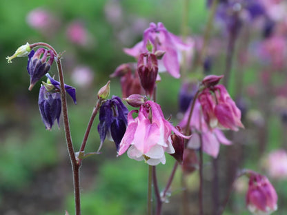 Akelei - Aquilega vulgaris - roze, paars, blauw