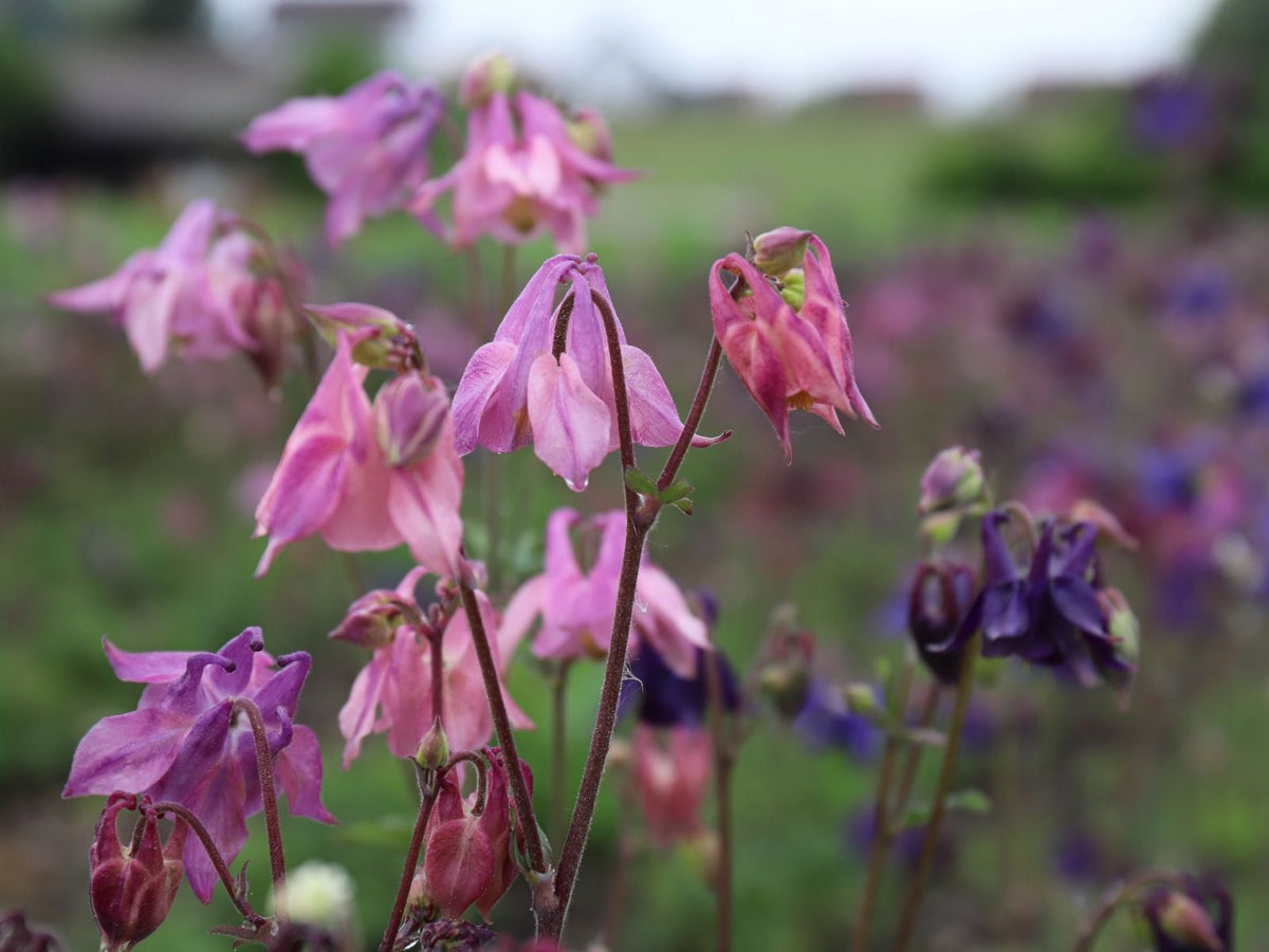 Akelei - Aquilega vulgaris - roze, paars