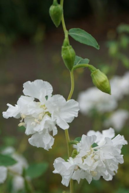 Amandelroosje (wit) - Clarkia elegans