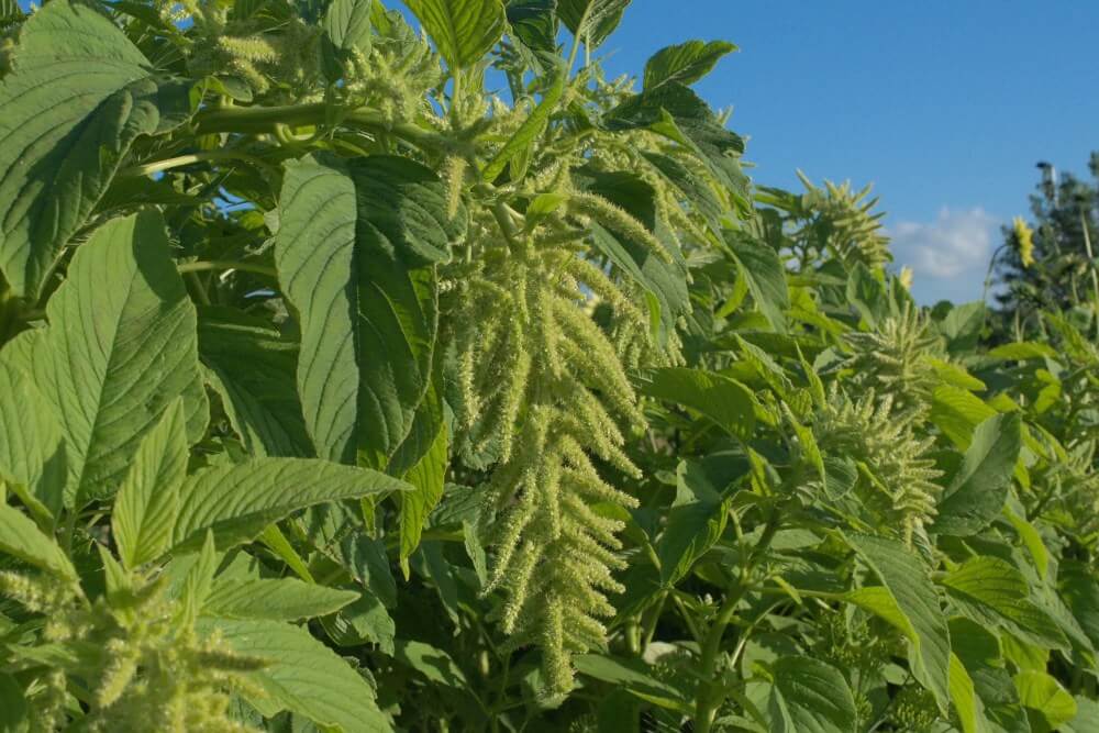 Amaranth ‘Green Cascades’ - Amaranthus caudatus