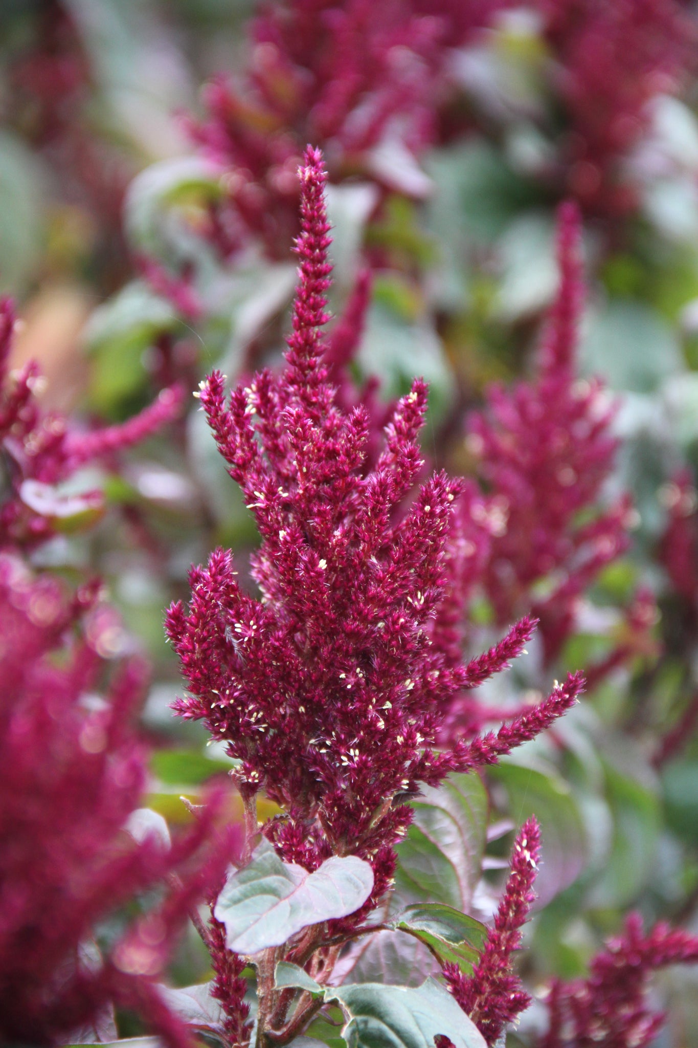 Amaranth 'Oeschberg' – Amaranthus cruentus - closeup
