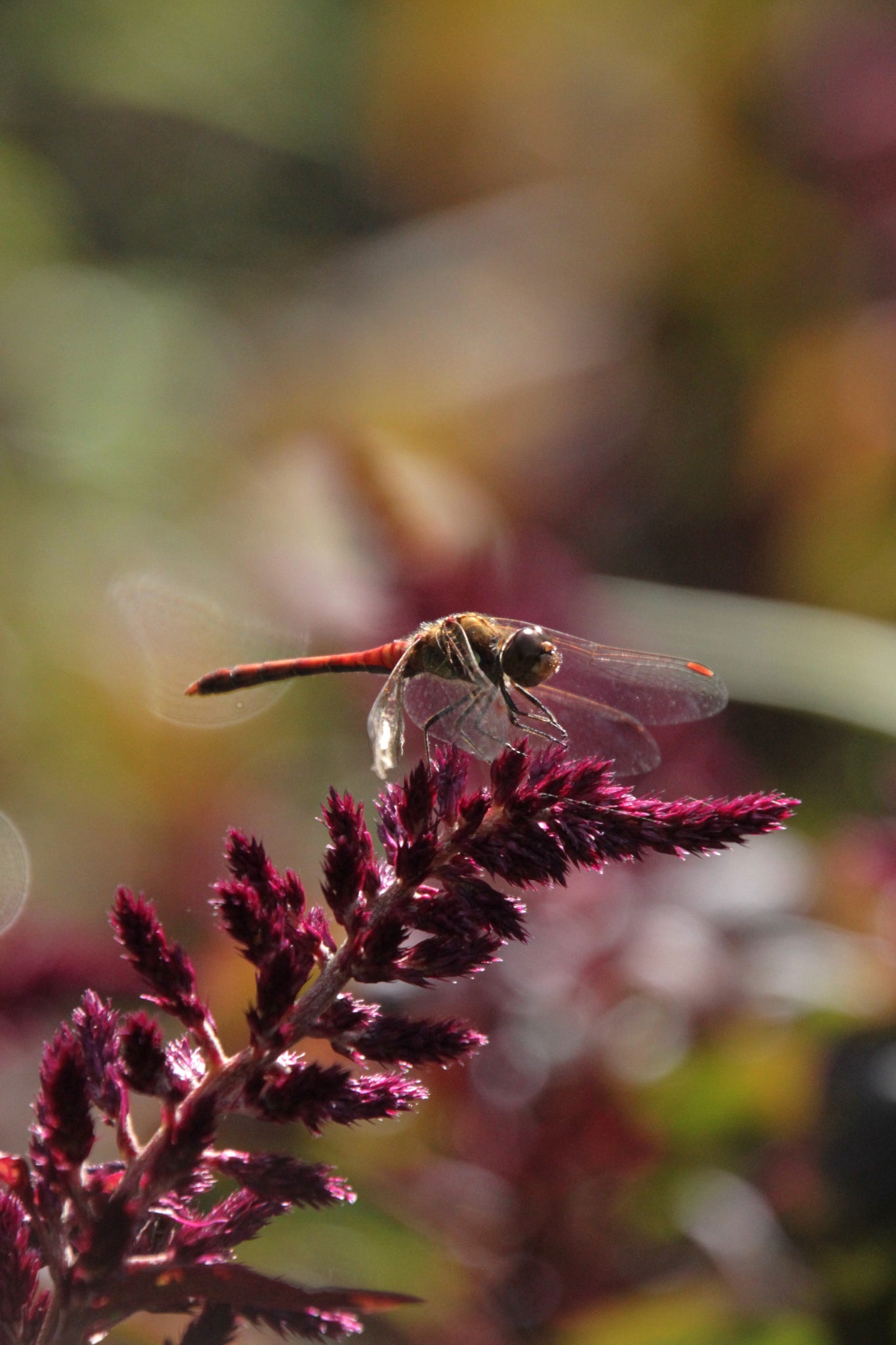 Amaranth 'Oeschberg' – Amaranthus cruentus - libel