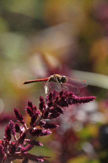 Amaranth 'Oeschberg' – Amaranthus cruentus - libel