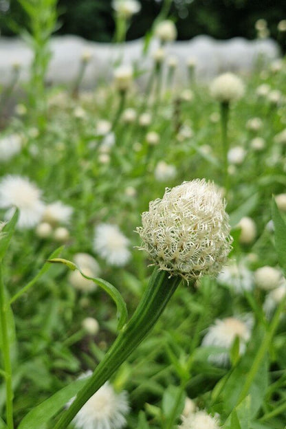 Amerikaanse korenbloem ‘Aloha Blanca en Rosa’ - Centaurea americana - gesloten bloem