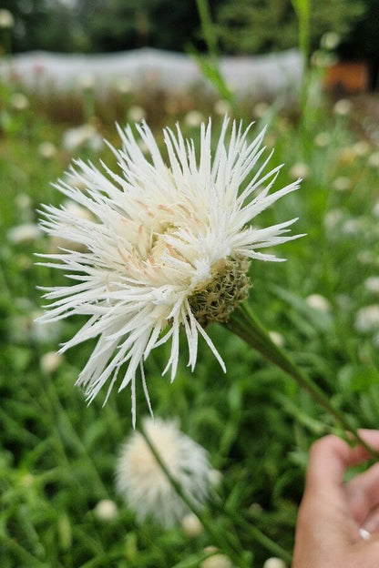 Amerikaanse korenbloem ‘Aloha Blanca en Rosa’ - Centaurea americana - closeup open bloem