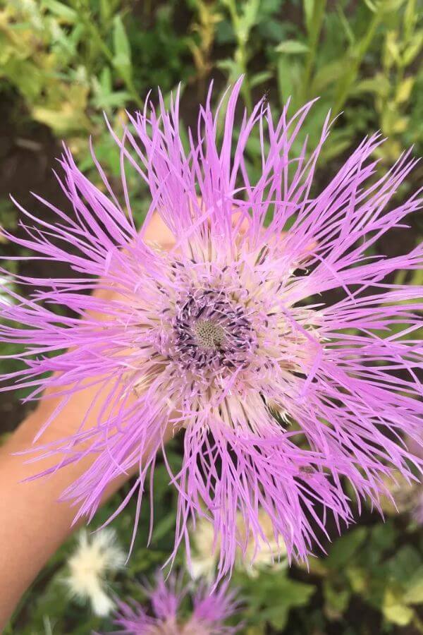 Amerikaanse korenbloem ‘Aloha Blanca en Rosa’ - Centaurea americana - roze