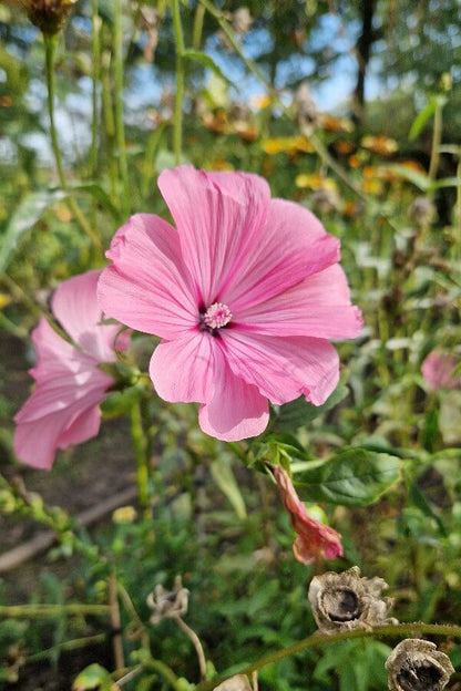 Bekermalva (roze) - Lavatera trimestris - closeup