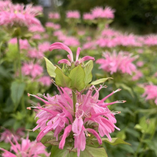 Bergamot ‘Hot pink’ - Monarda didyma