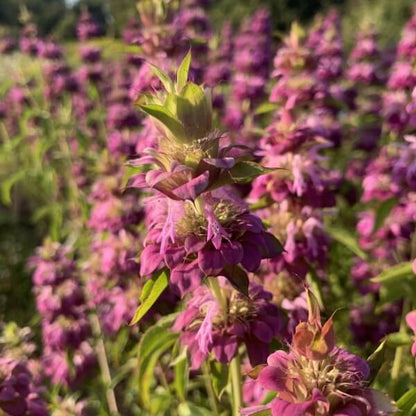 Bergamot ‘Purplish lilac’ - Monarda citriodora