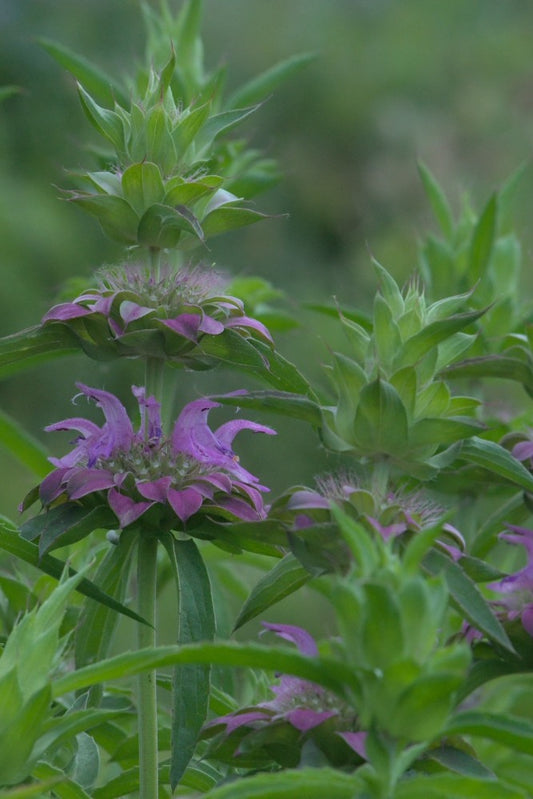 Bergamot ‘Purplish lilac’ - Monarda citriodora