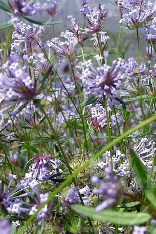 Blauw bedstro - Asperula orientalis