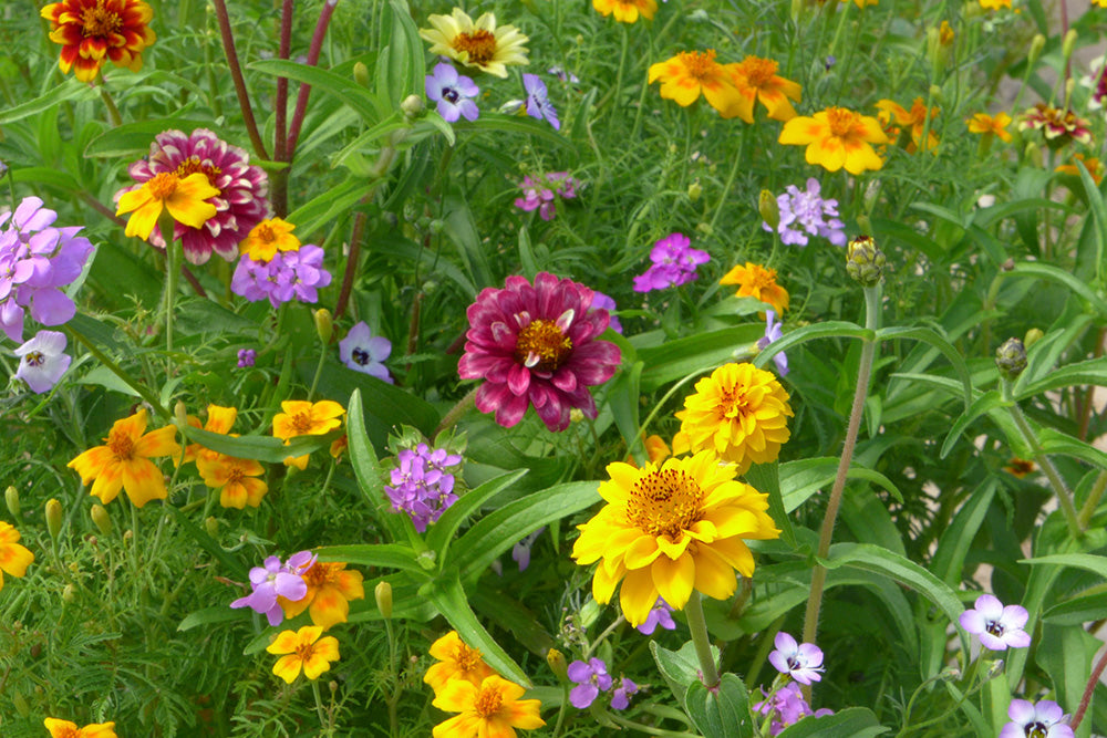 biologische bloemzaden mix voor balkonbakken en potten